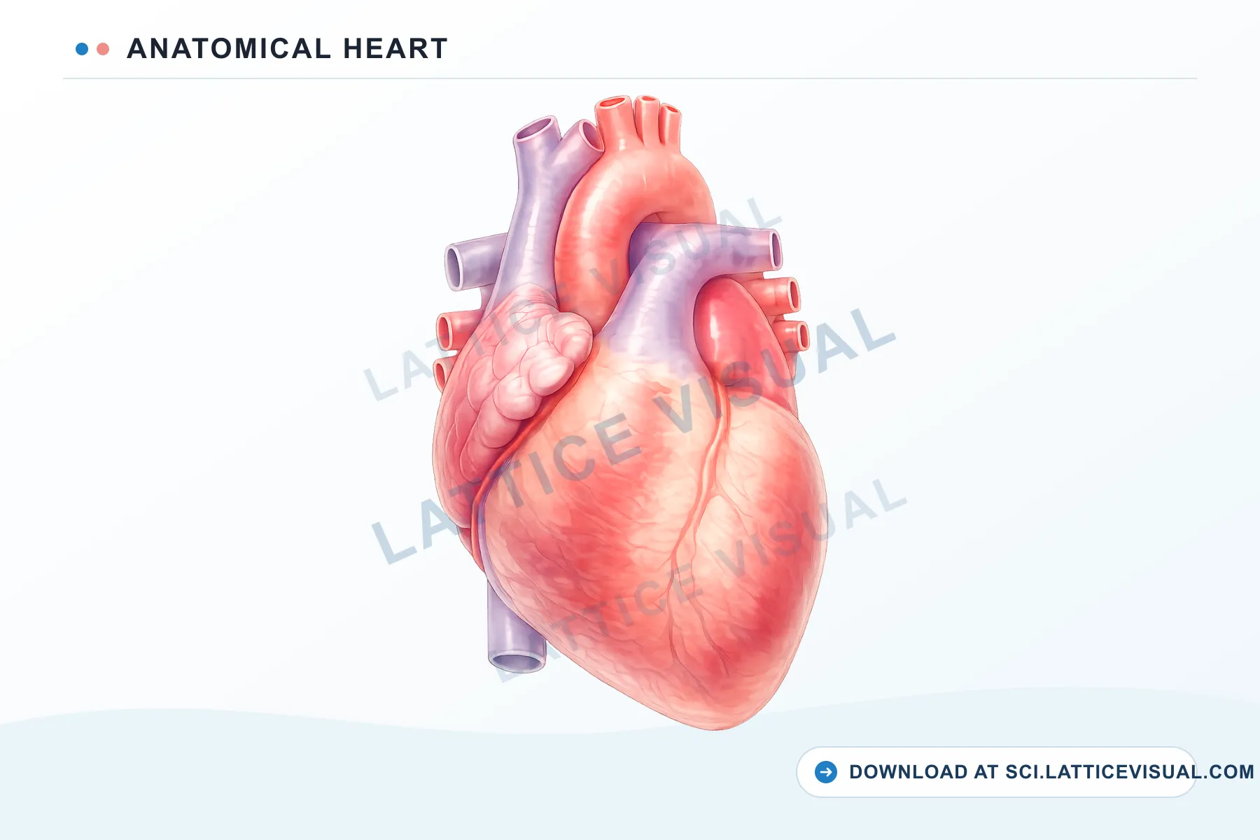 Front-view anatomical heart illustration available as a free transparent PNG