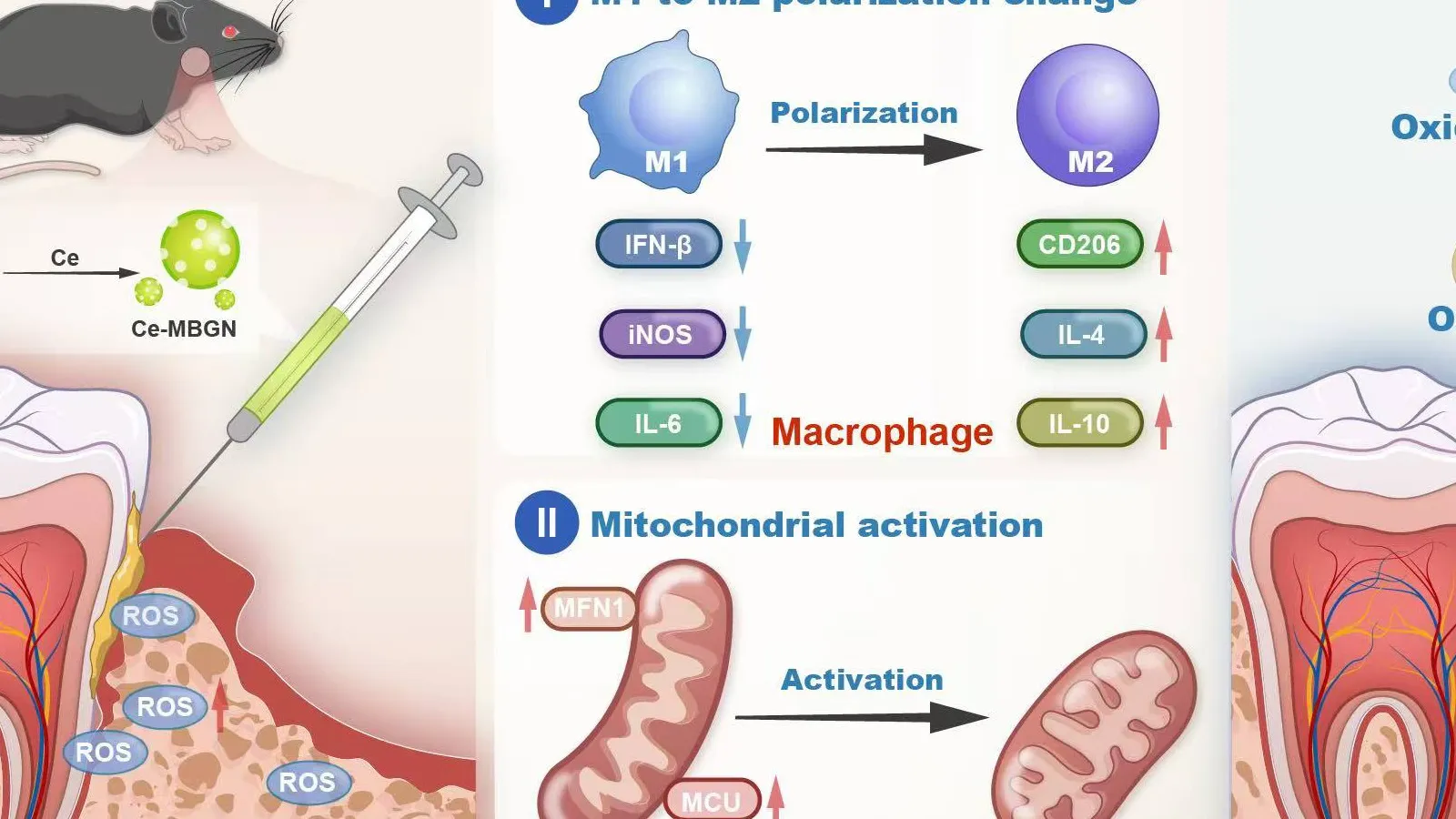 Biomaterials Mechanism Overview — Figures, Regenerative biomaterials, draft artwork before refinement