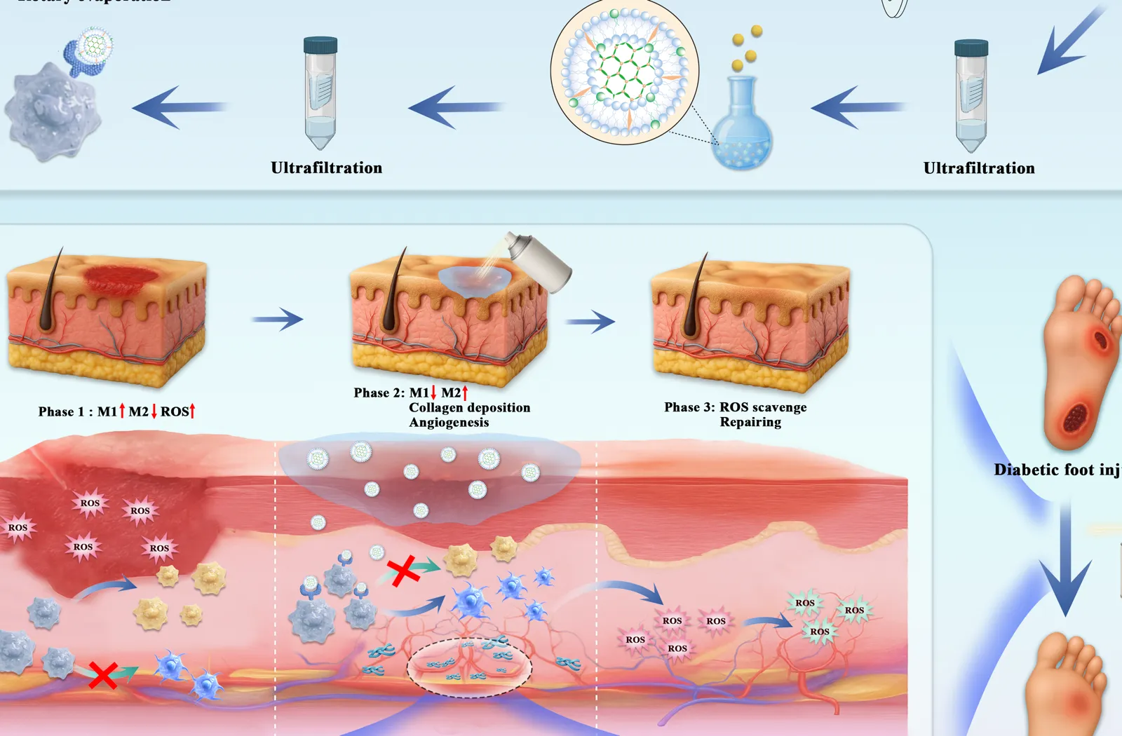 Biomaterials Mechanism Overview — Figures, Regenerative biomaterials, final scientific illustration