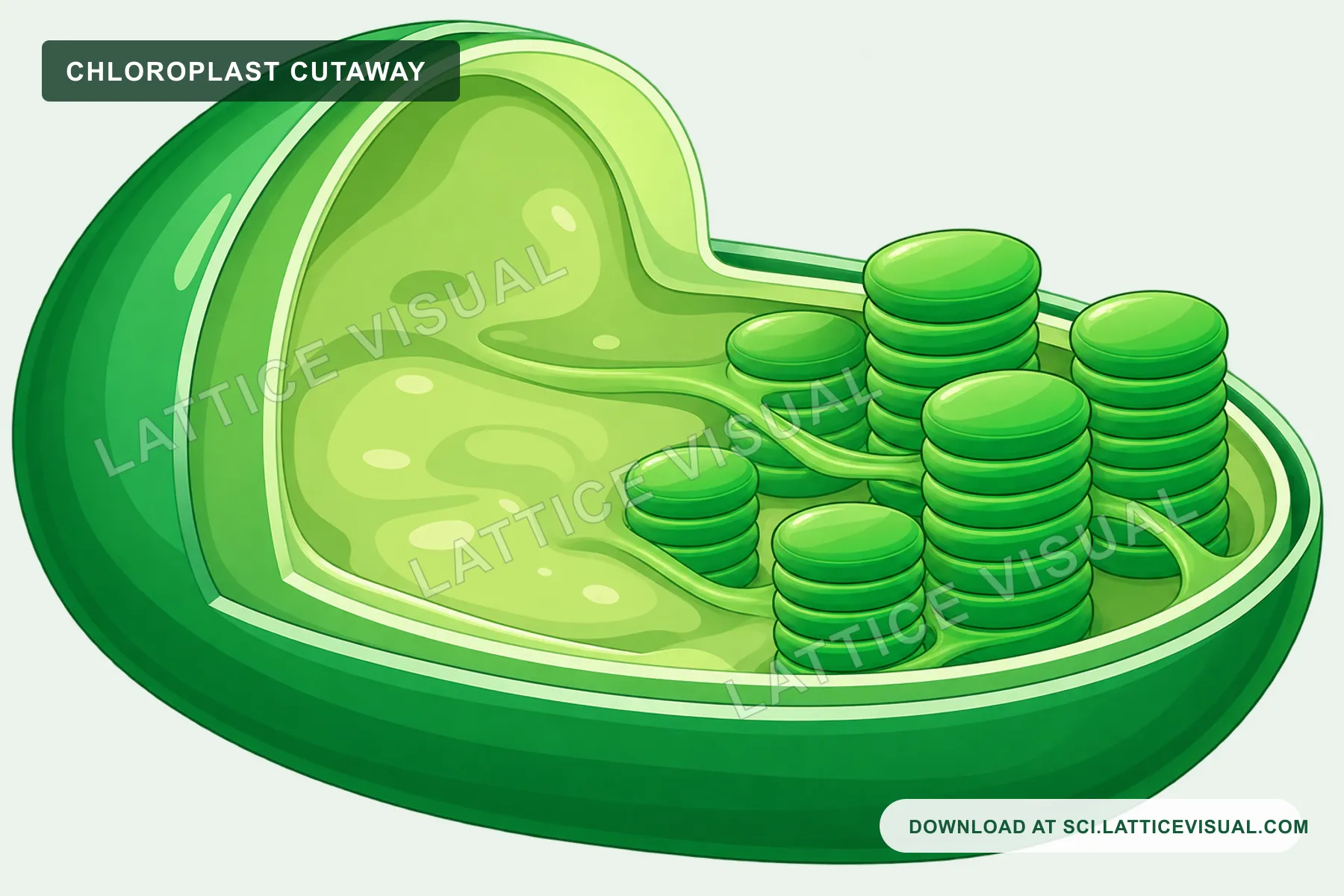 Green chloroplast cutaway illustration showing grana and thylakoid stacks