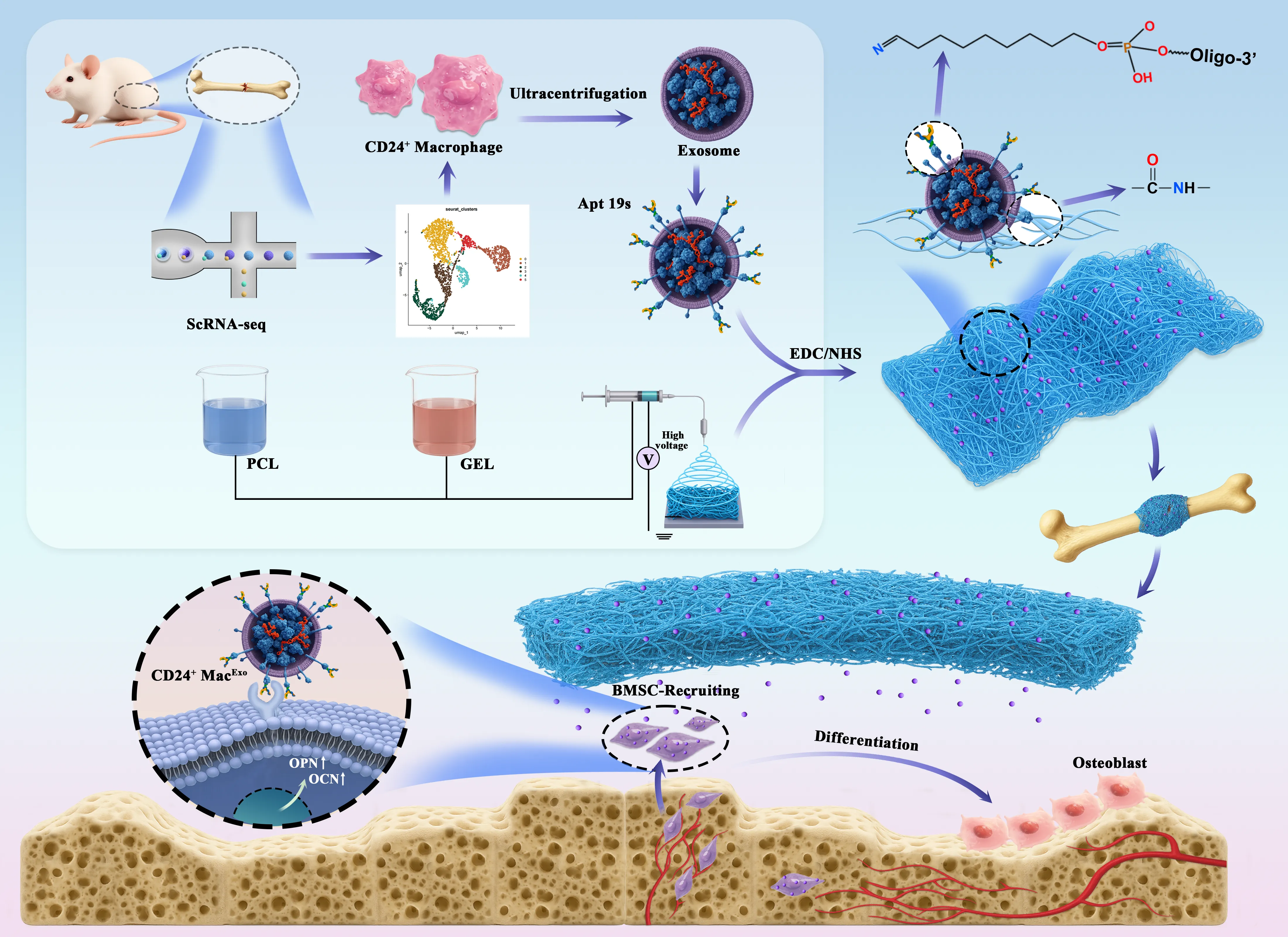 Composite Fibre Interface — Slides, Materials science, final scientific illustration
