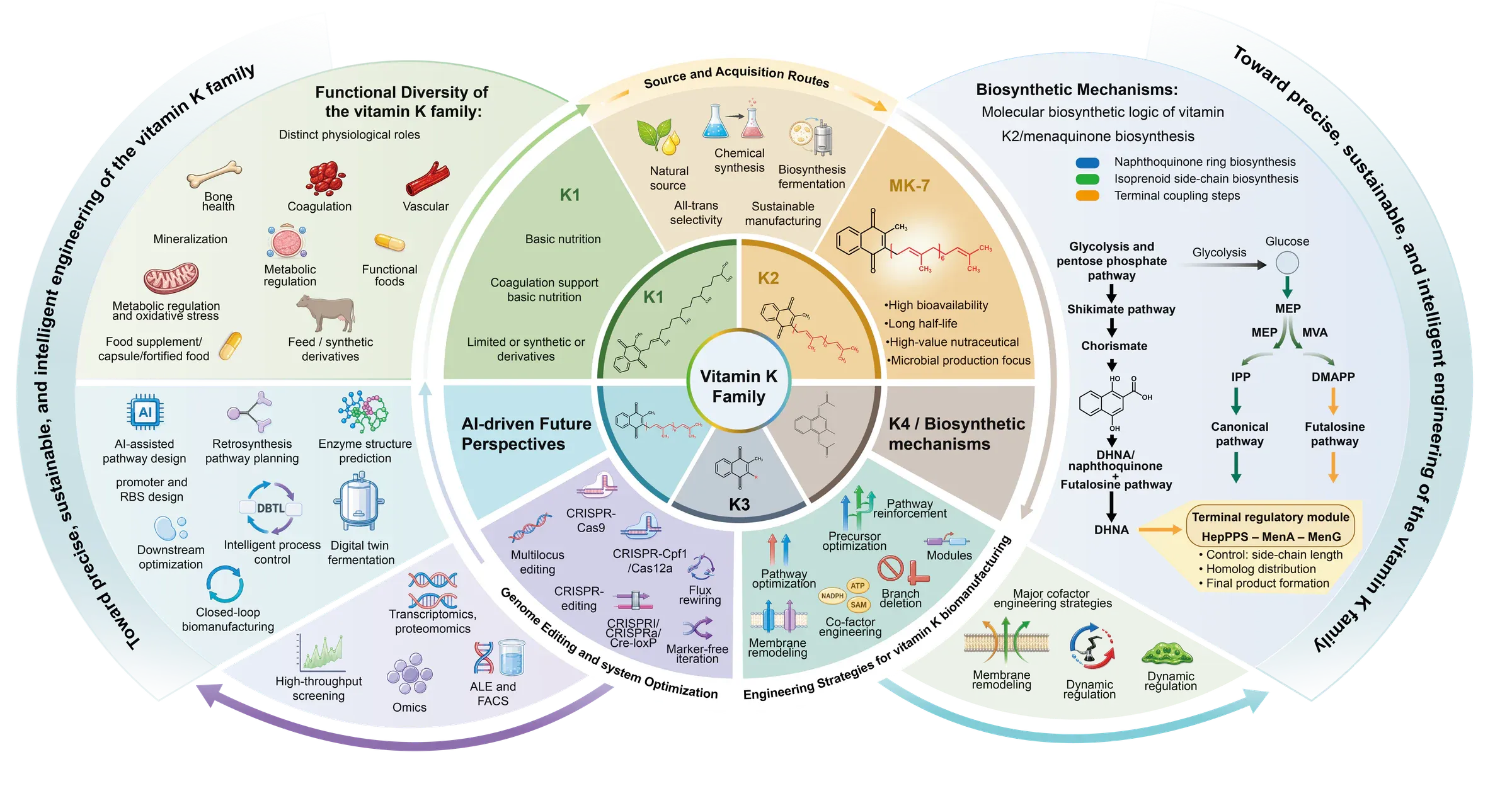 Graphical abstract summarising the biological functions and molecular relationships of vitamin K