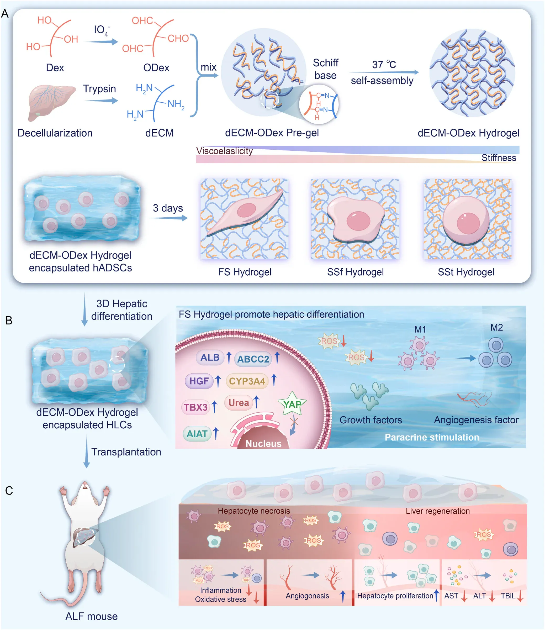 Mechanism diagram showing an ECMO-assisted hydrogel system and stages of tissue repair