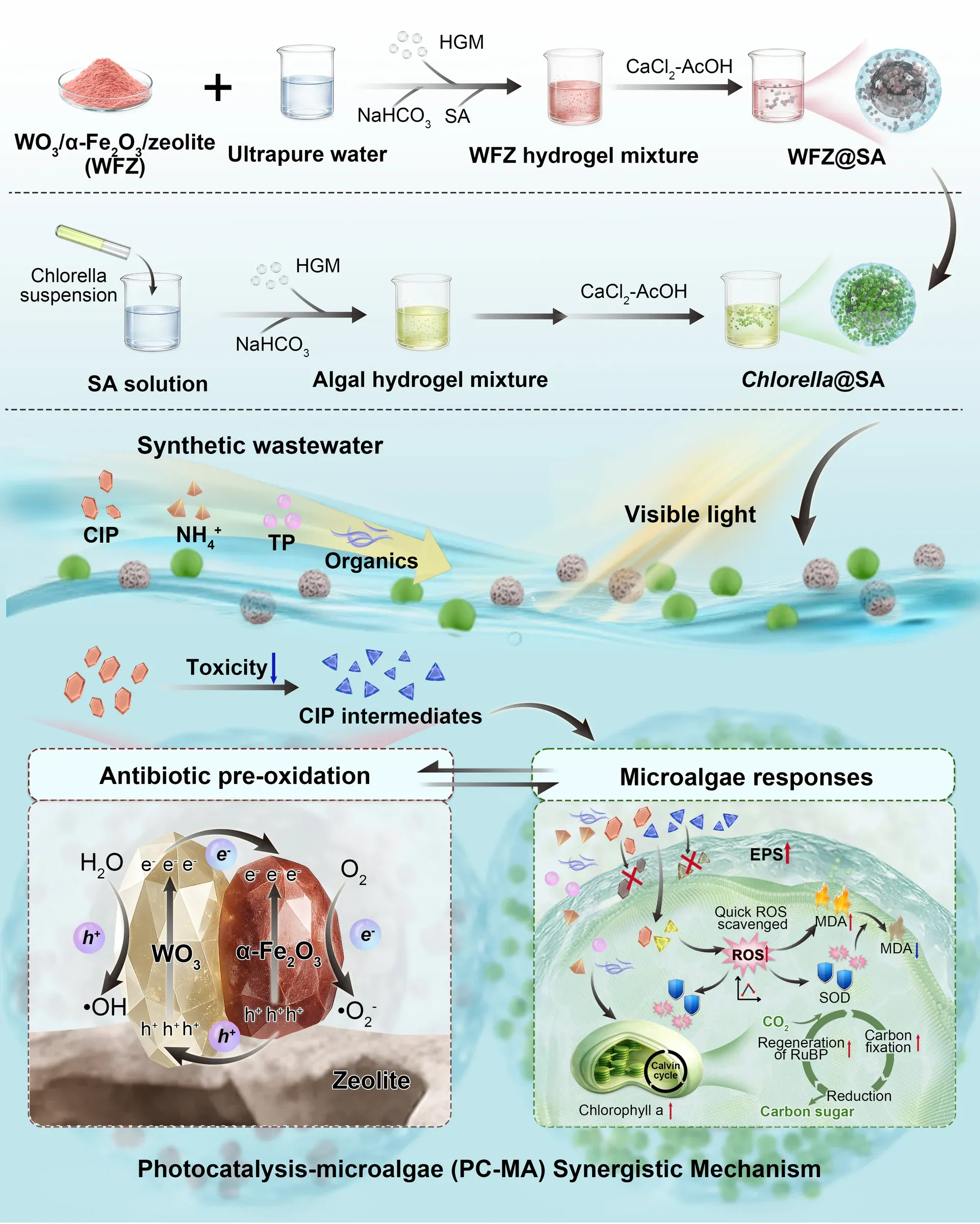 Graphical abstract showing microalgae preparation, photocatalytic treatment and wastewater response