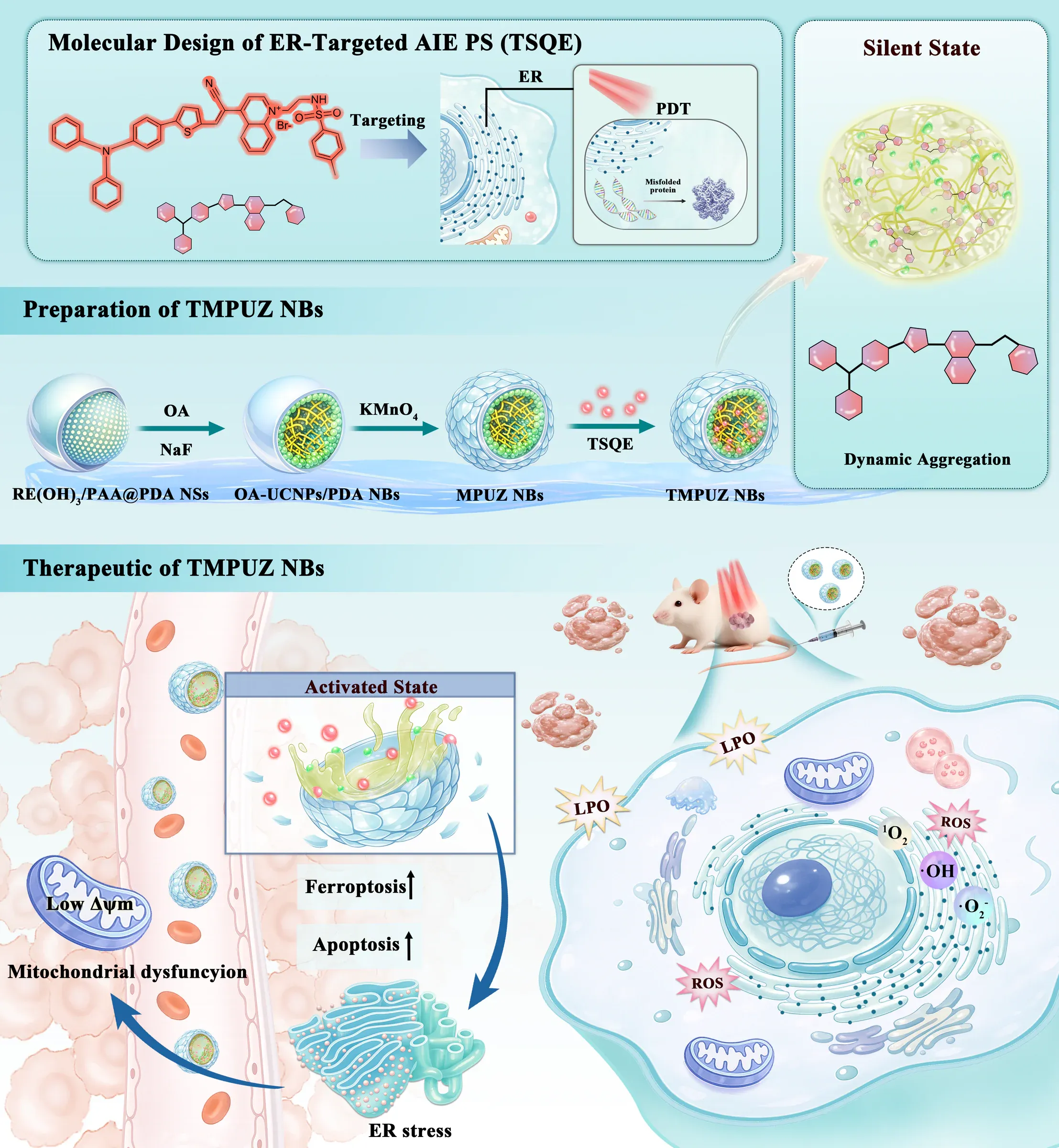 Graphical abstract showing nanobubble preparation and a cellular therapeutic pathway