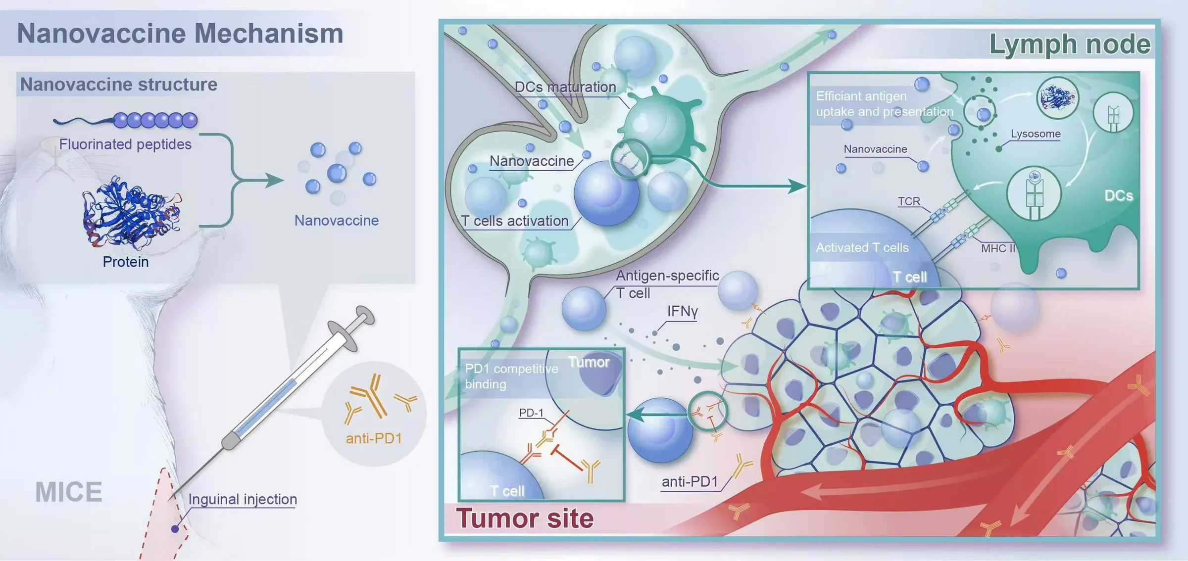 Graphical abstract showing nanovaccine delivery, lymph-node targeting and tumour immune activation