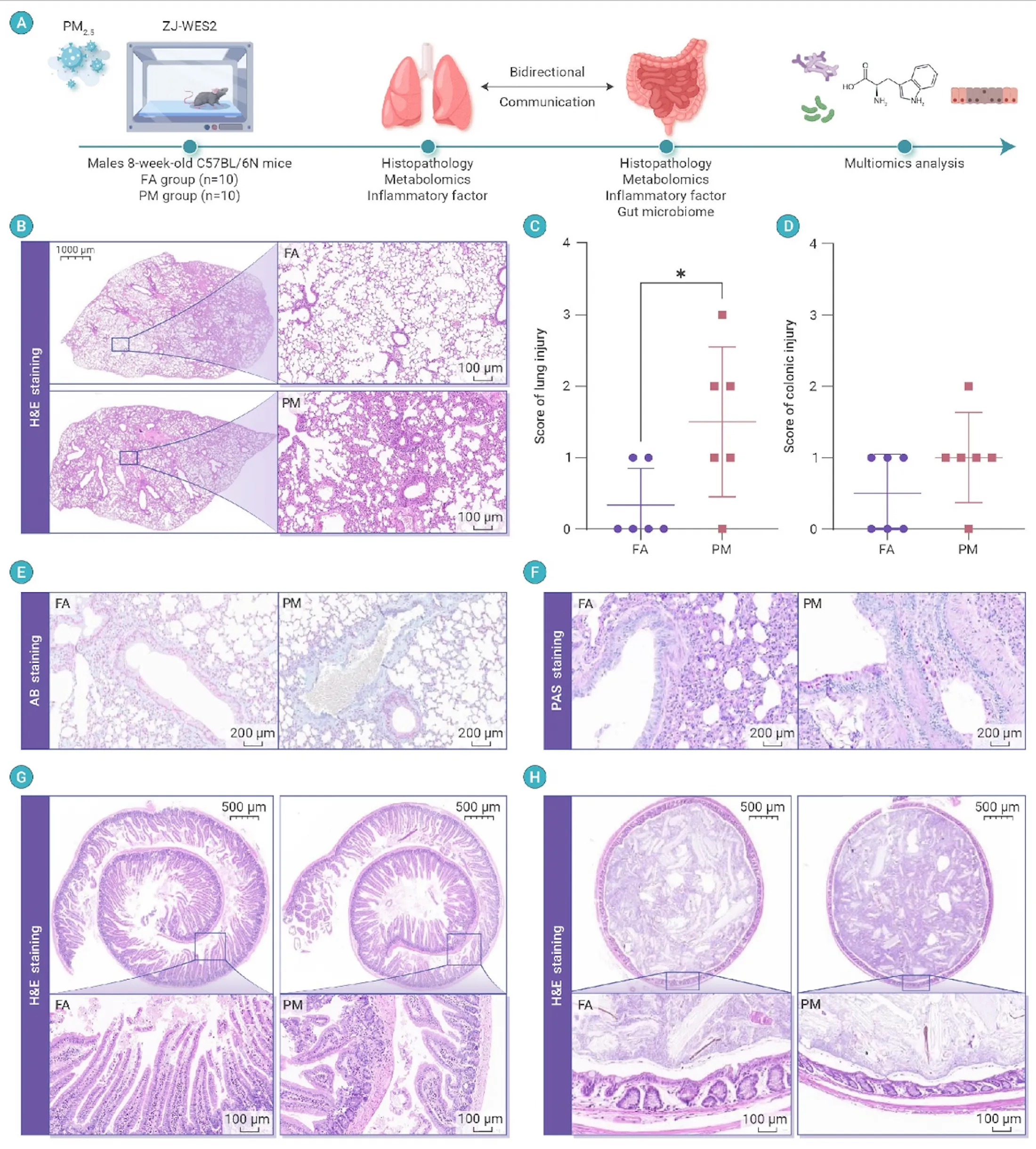 Multi-panel lung and gut study figure combining experimental design, tissue histology and quantitative injury scores