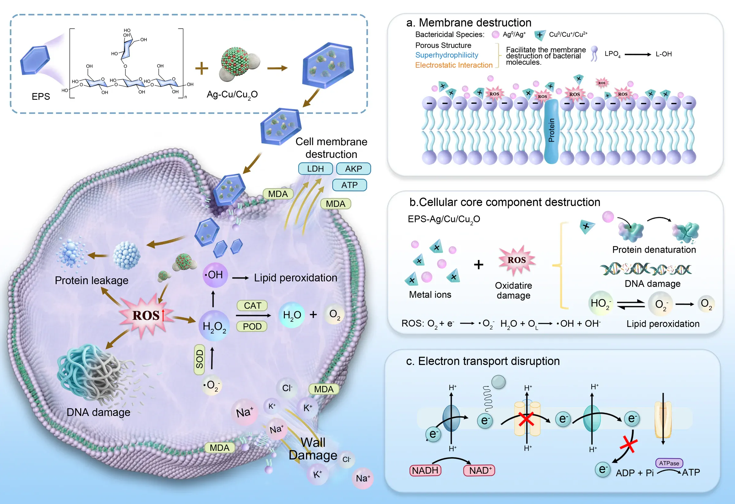Mechanism diagram showing an EPS-based composite and its effects on bacterial membranes and electron transport