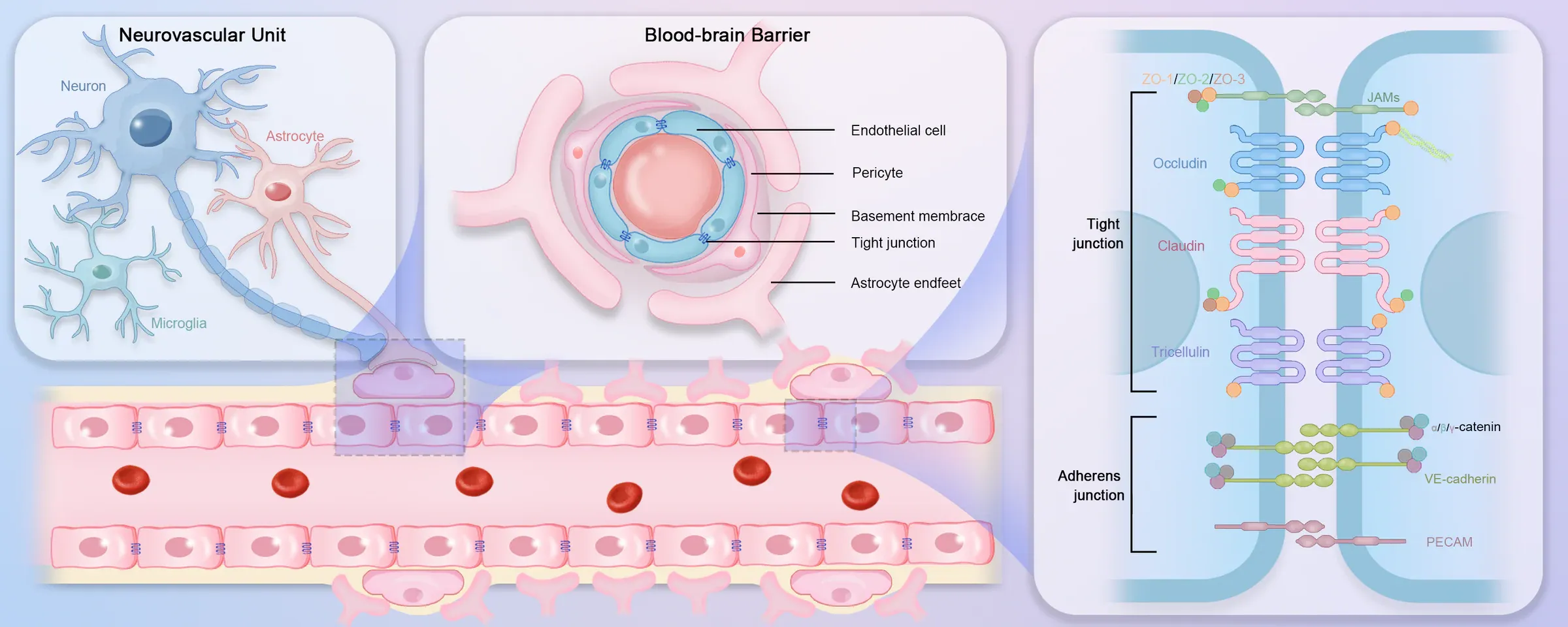 Scientific mechanism diagram showing neural cells, blood vessels and barrier junctions