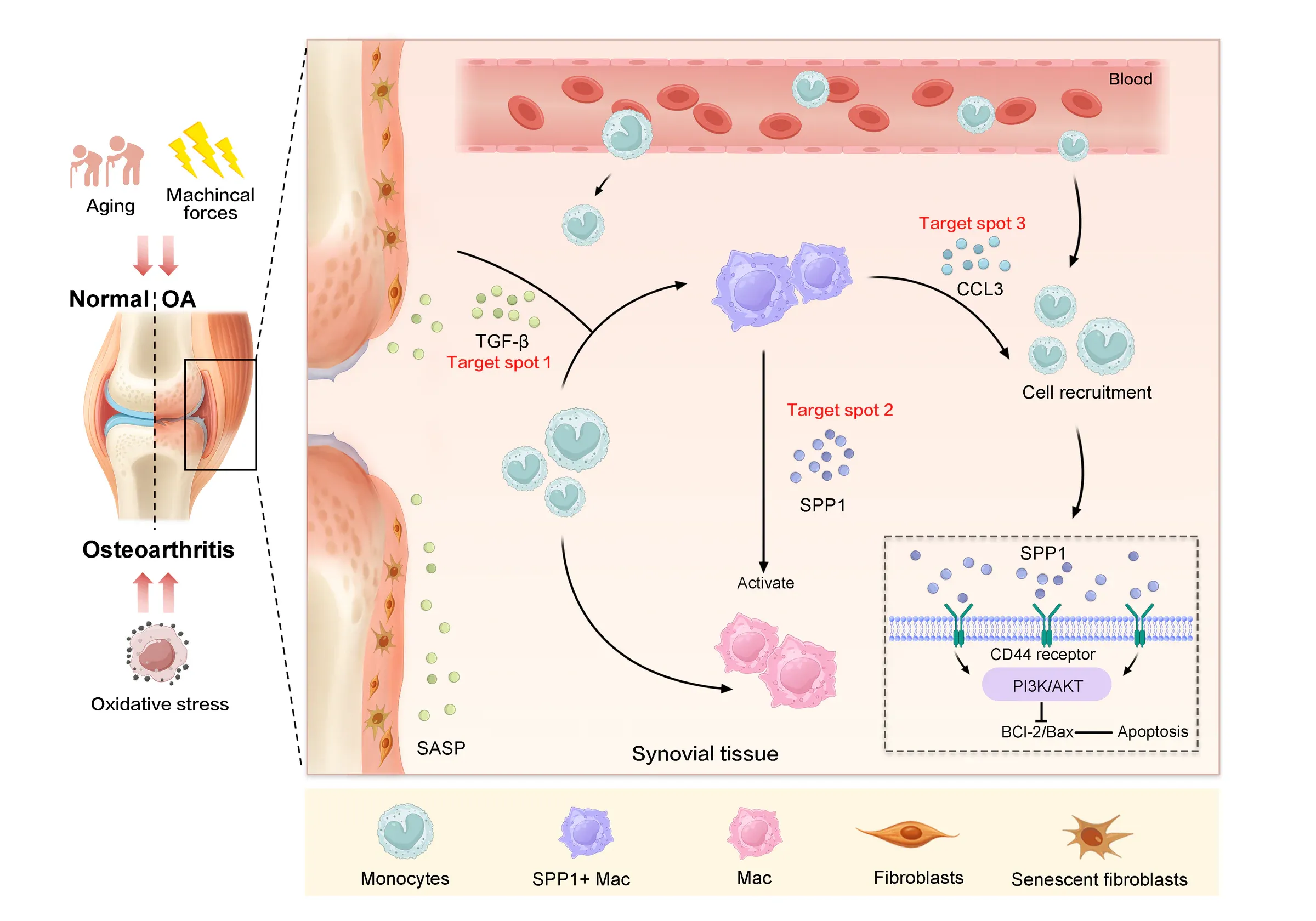 Mechanism diagram showing osteoarthritis progression, joint tissues and cellular intervention pathways