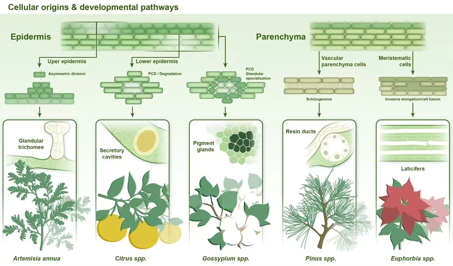 Scientific mechanism diagram organising plant cell origins and developmental relationships