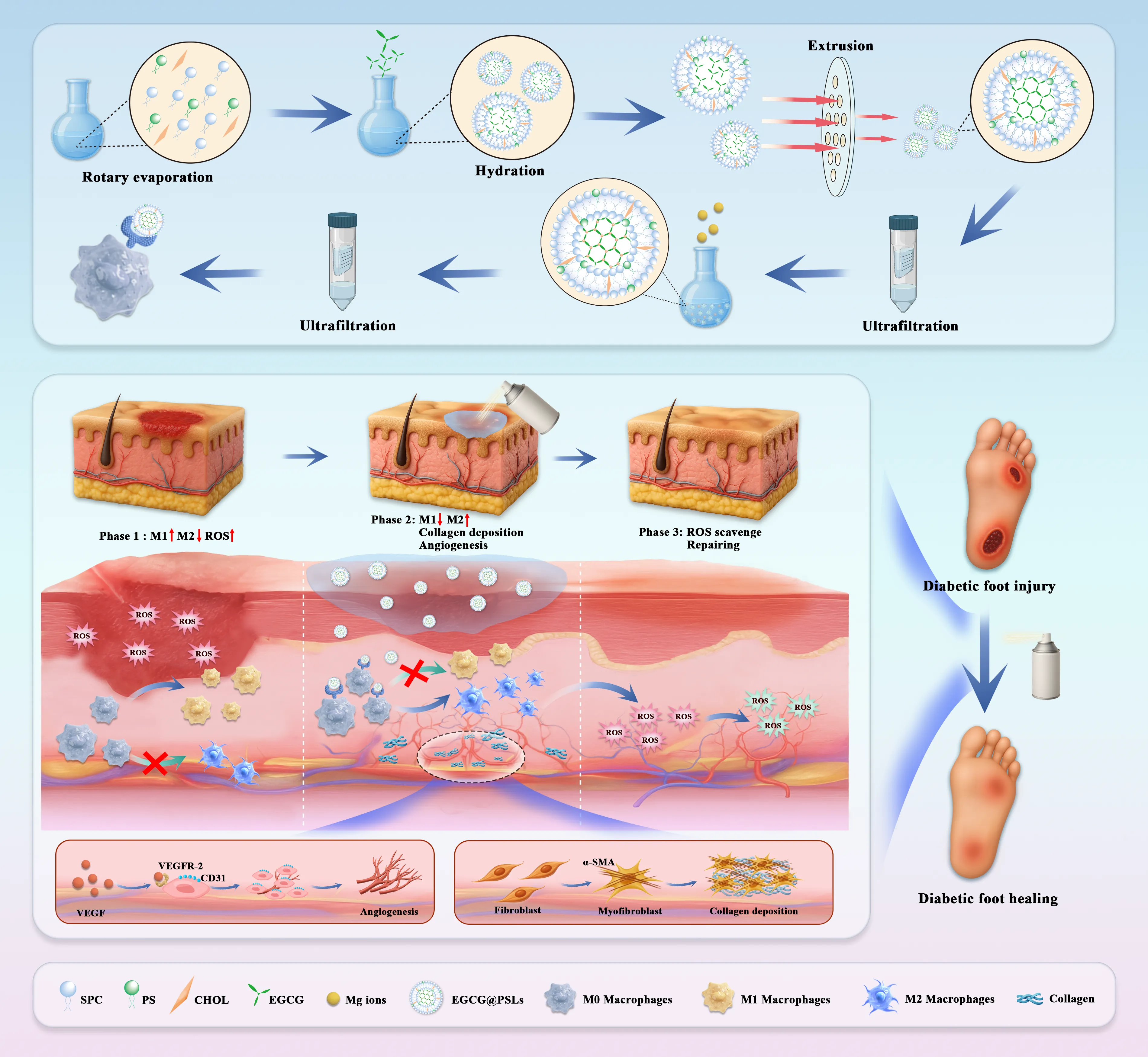Regenerative Skin System — Infographics, Tissue regeneration, final scientific illustration