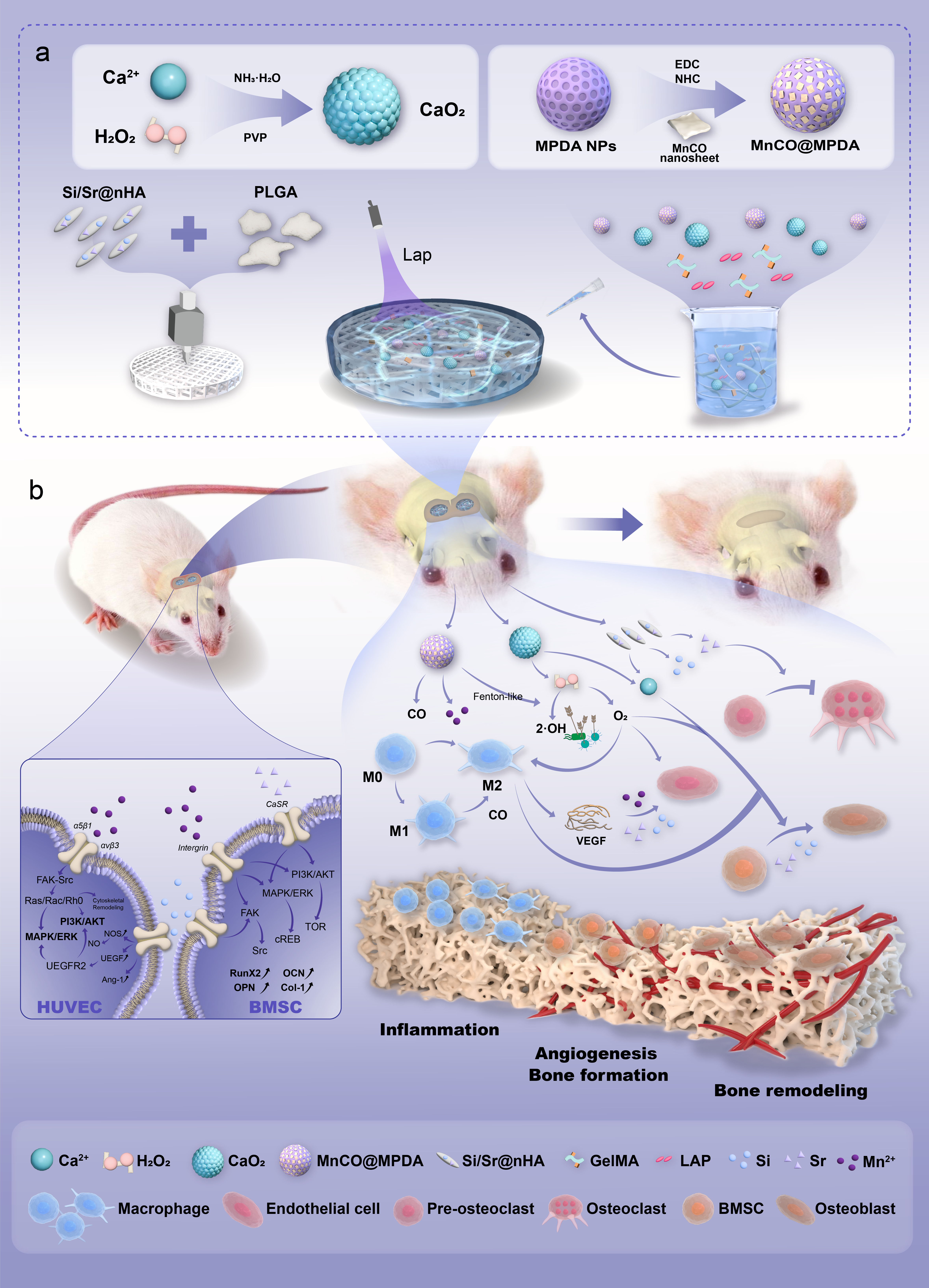 Biomedical illustration study